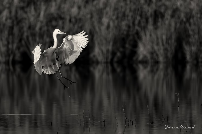 Great White Egret