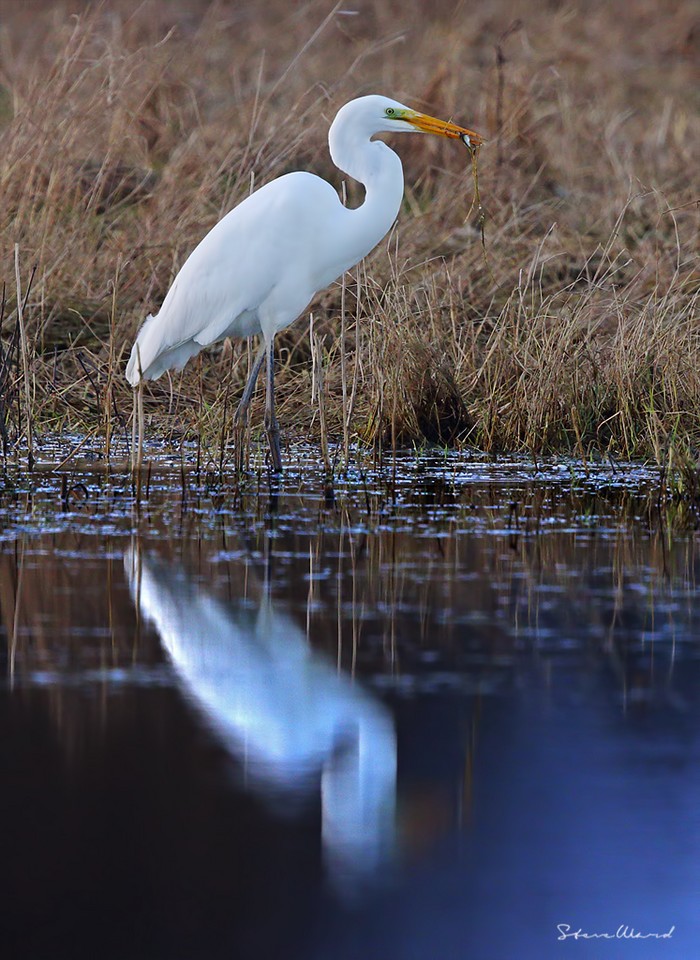 Great White Egret