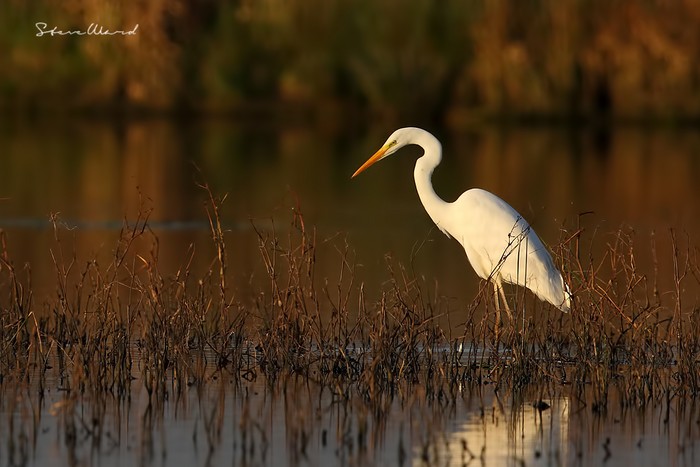 Great White Egret