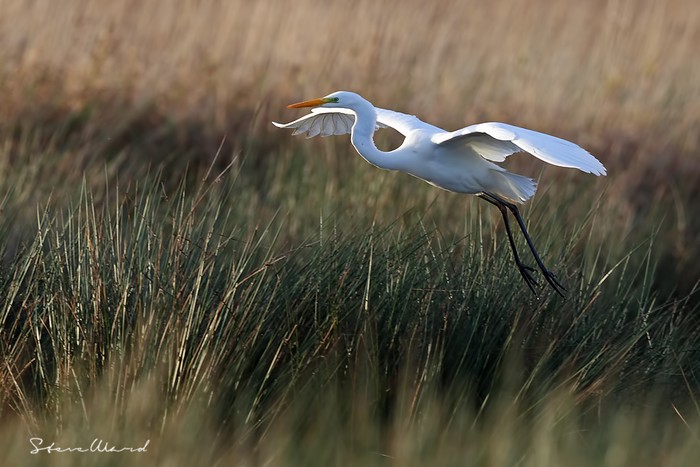 Great White Egret