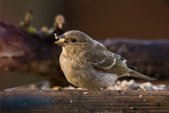 Common Rosefinch