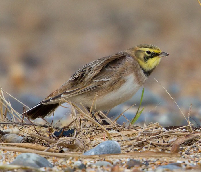 Shorelark