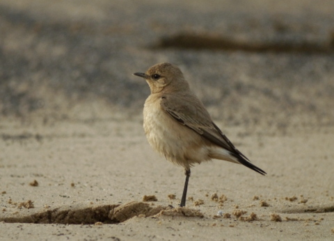 Isabelline Wheatear
