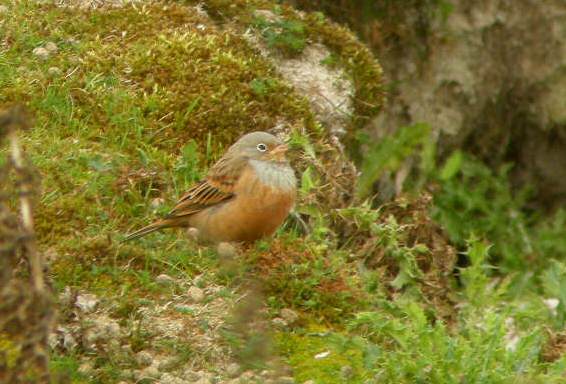 Cretzschmar's Bunting
