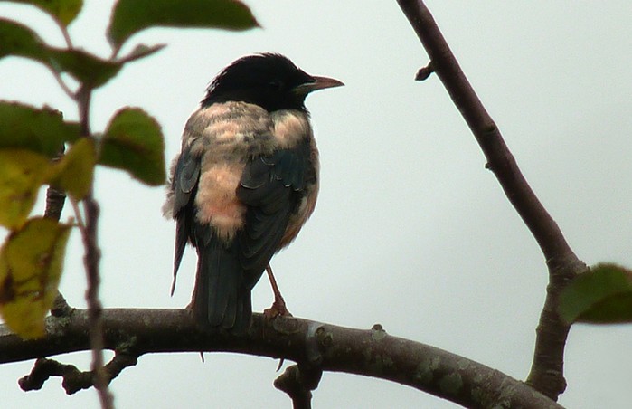 Rose-coloured Starling