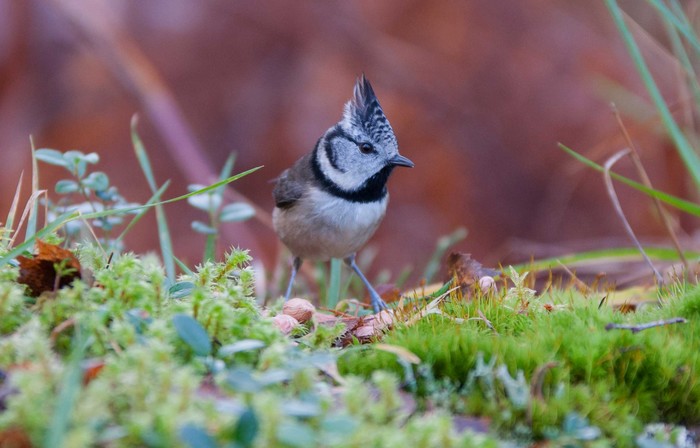 Crested Tit