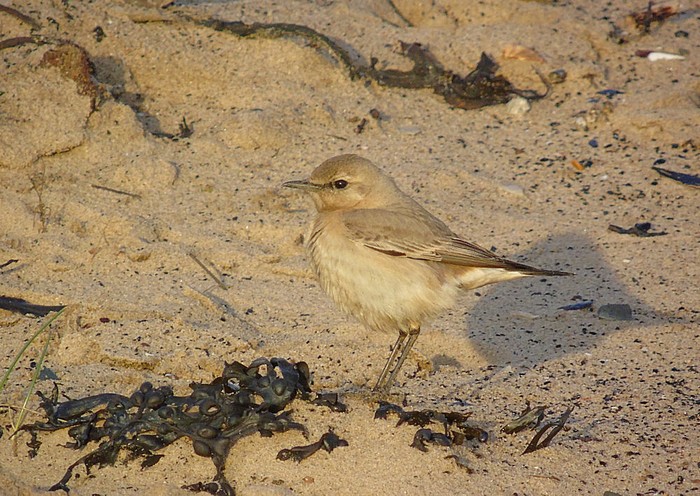 Isabelline Wheatear