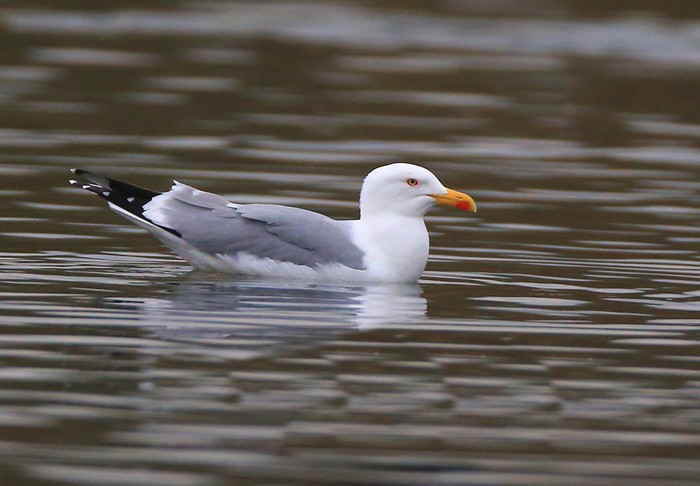 Yellow-legged Gull