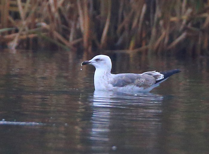 Yellow-legged Gull