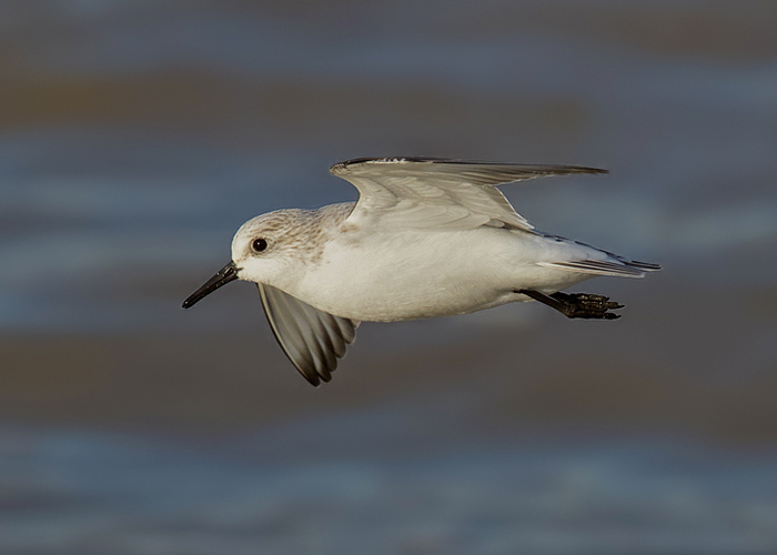 Sanderling