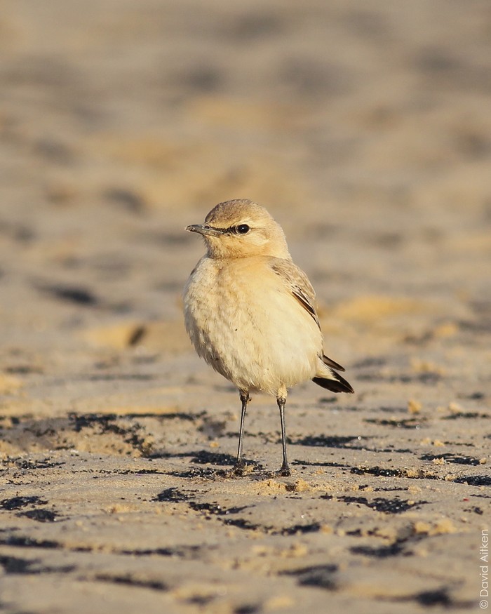 Isabelline Wheatear