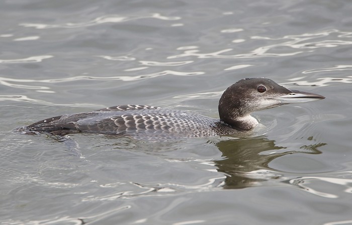 Great Northern Diver