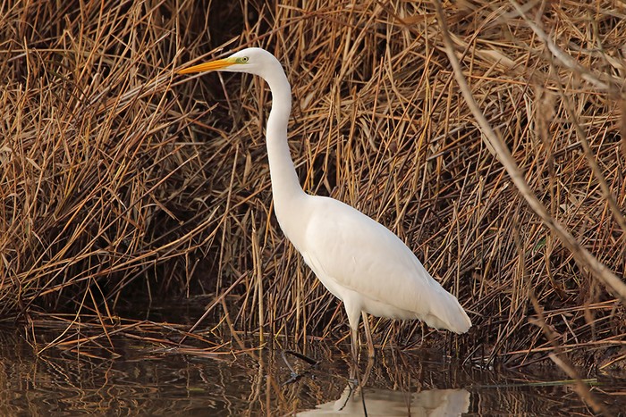 Great White Egret