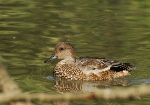 Falcated Duck