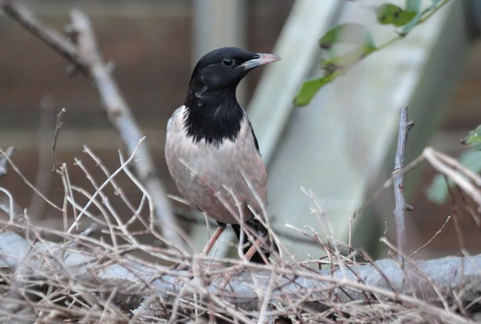 Rose-coloured Starling