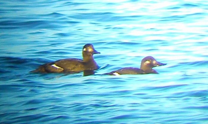 Velvet Scoter