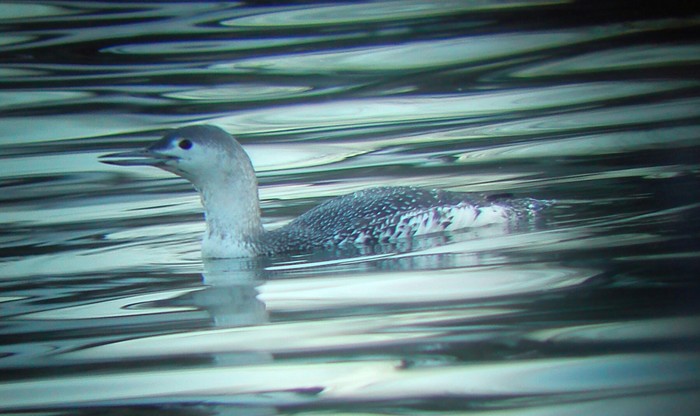 Red-throated Diver