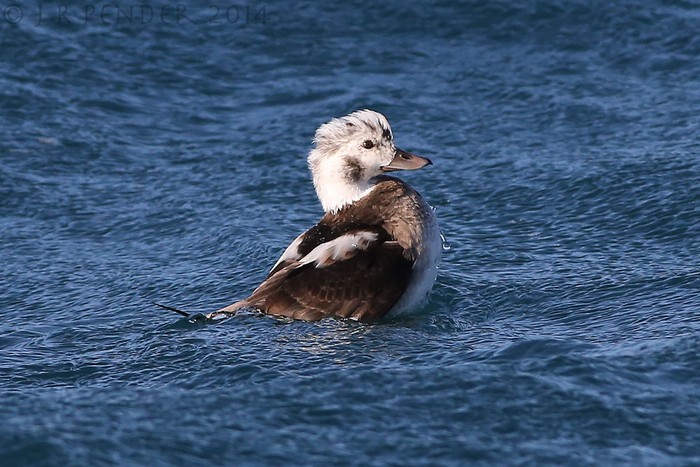 Long-tailed Duck