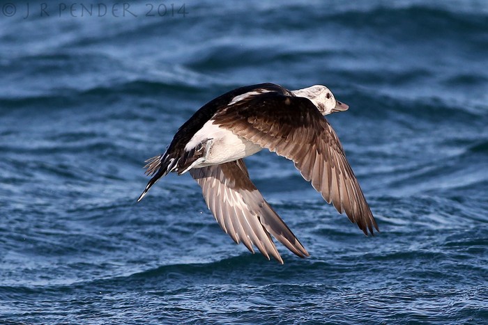 Long-tailed Duck