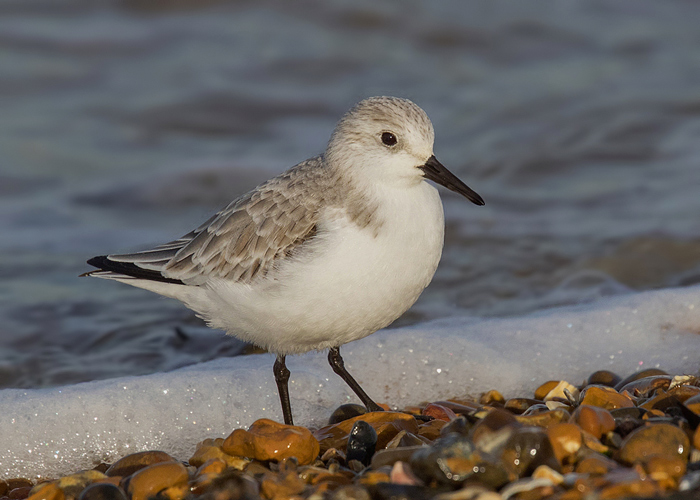 Sanderling