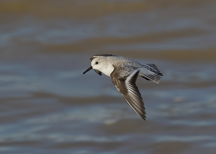 Sanderling