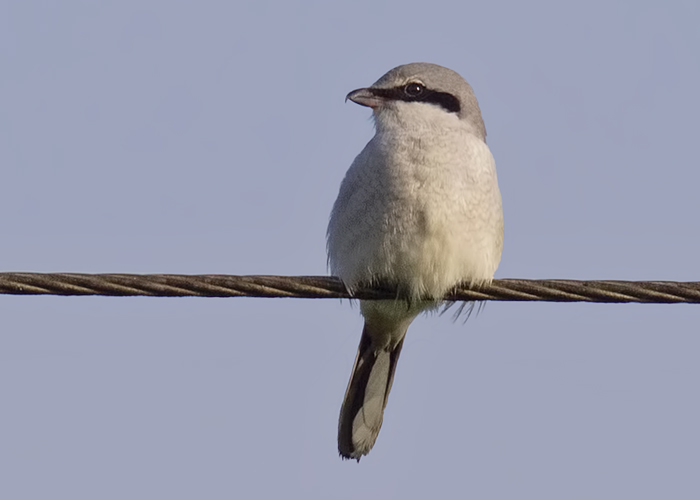 Great Grey Shrike