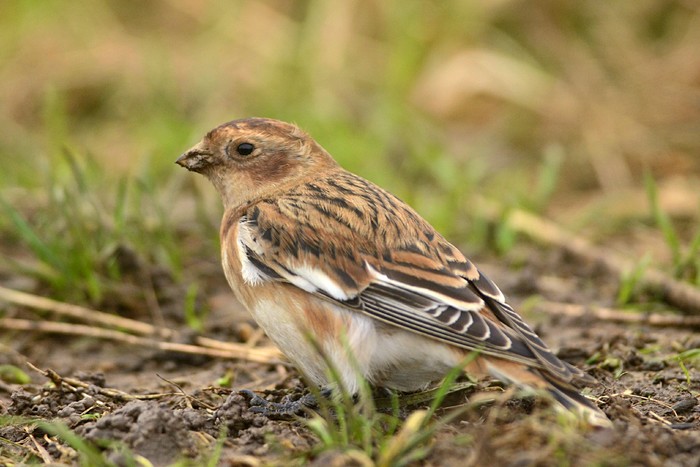 Snow Bunting