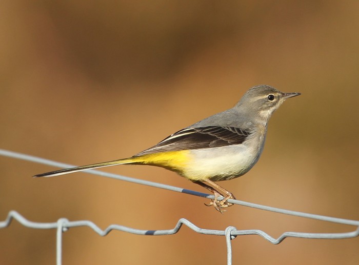 Grey Wagtail