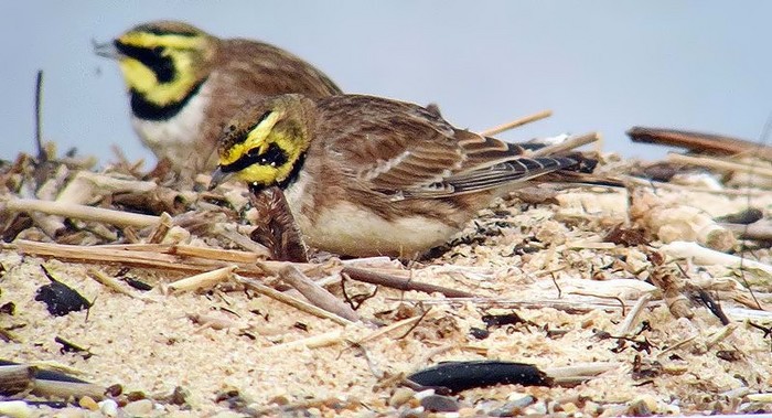 Shorelark