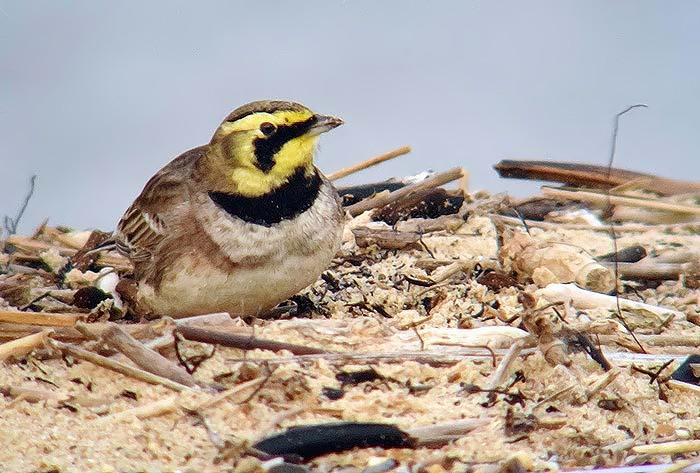 Shorelark