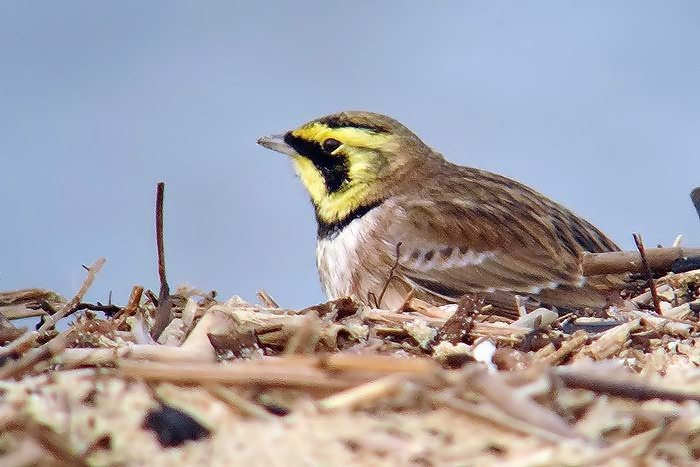 Shorelark
