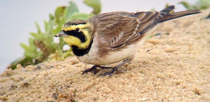Shorelark