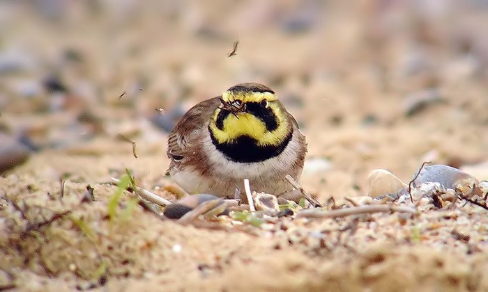 Shorelark