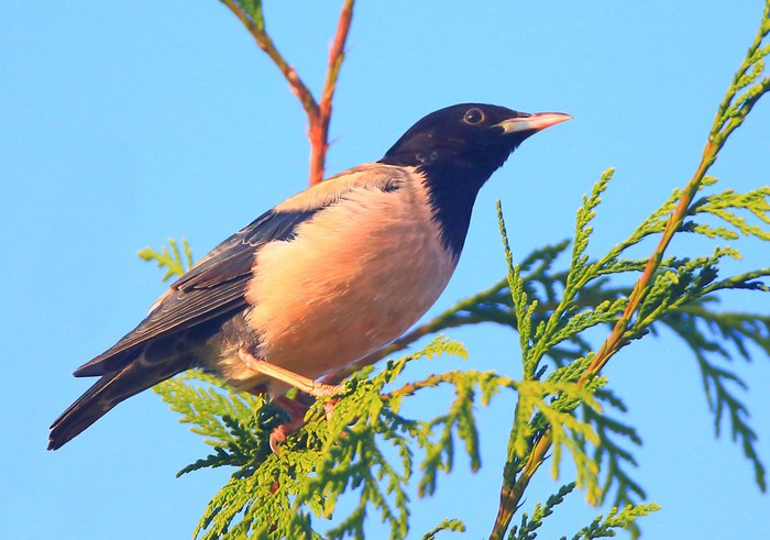 Rose-coloured Starling