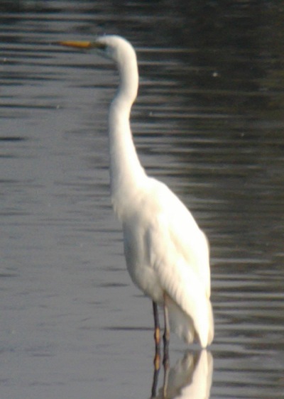 Great White Egret