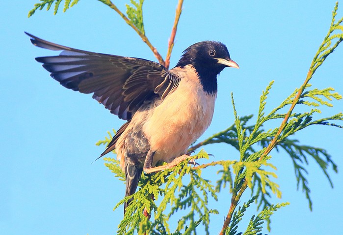 Rose-coloured Starling