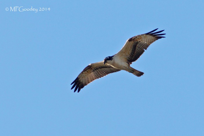 Osprey