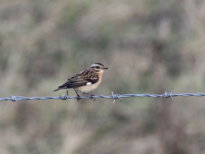 Whinchat