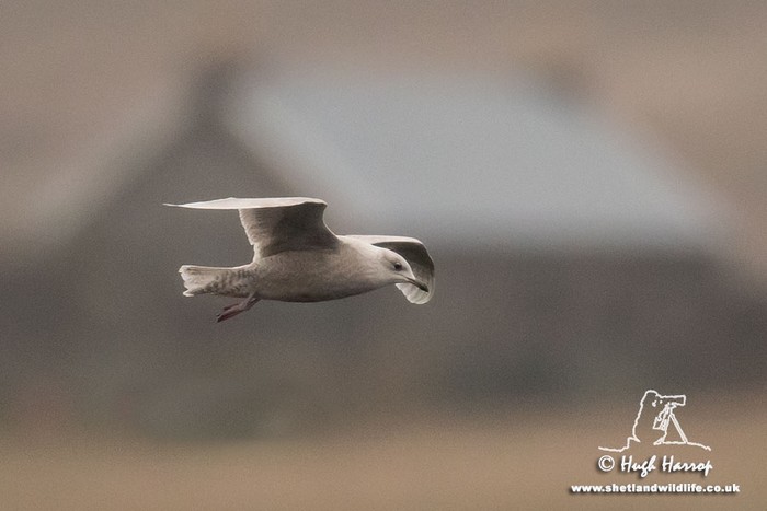 Iceland Gull