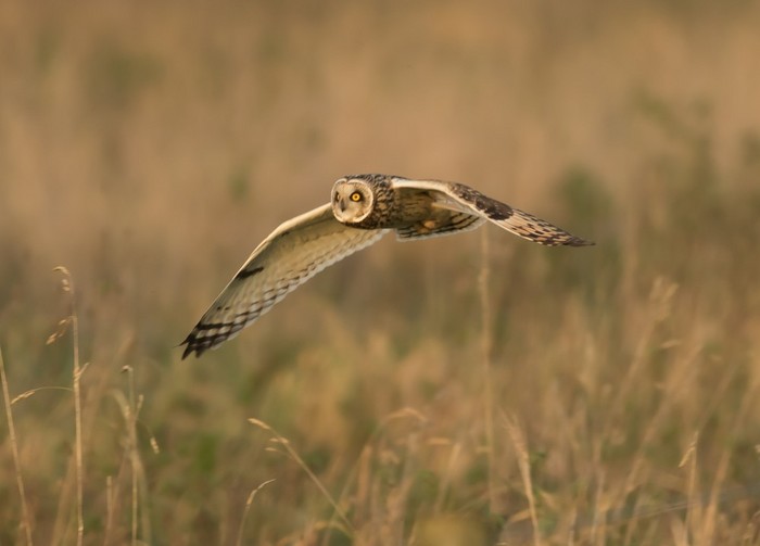 Short-eared Owl
