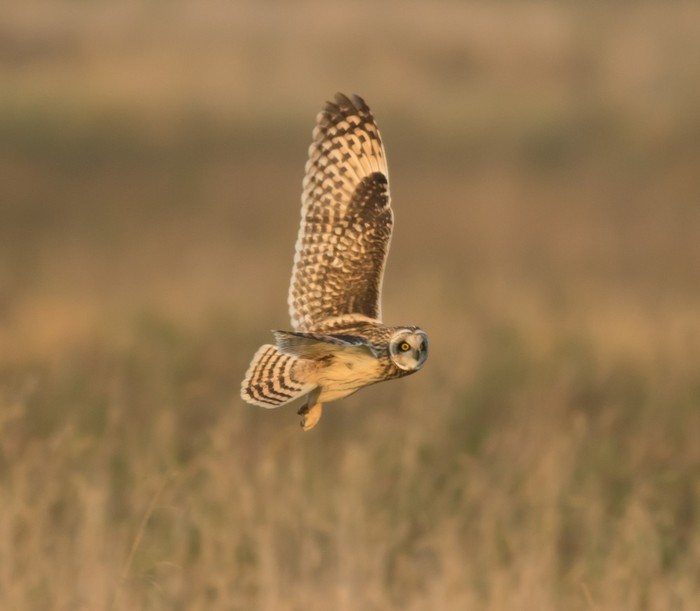 Short-eared Owl