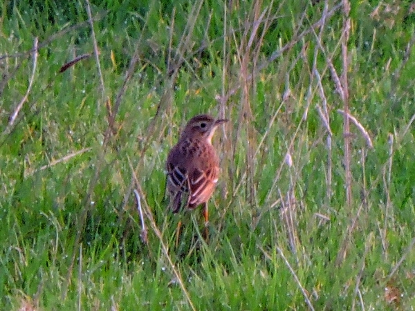 Richard's Pipit
