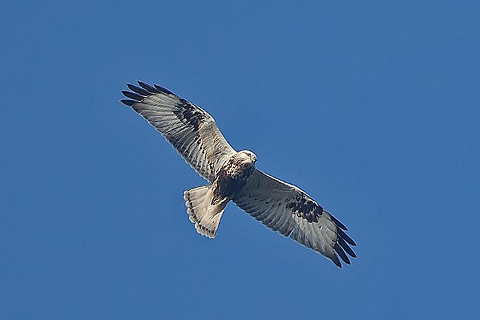 Rough-legged Buzzard