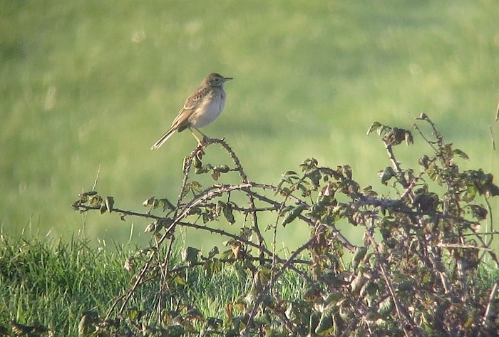 Richard's Pipit