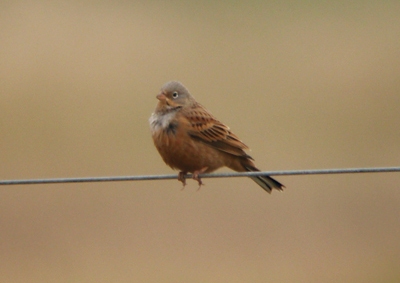 Cretzschmar's Bunting