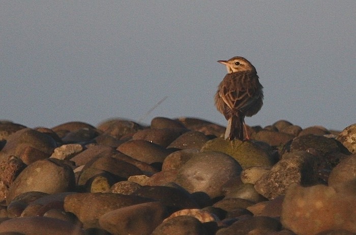Richard's Pipit
