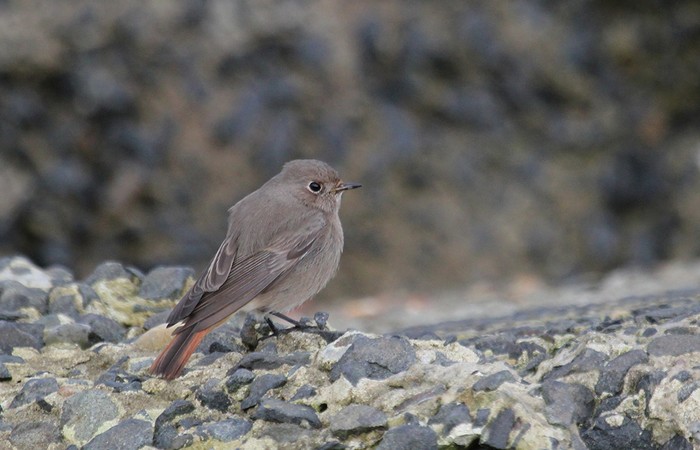 Black Redstart