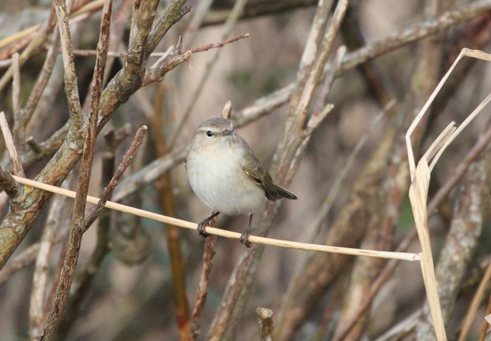 Siberian Chiffchaff