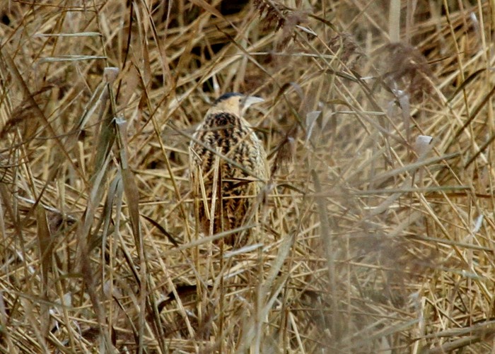 Bittern