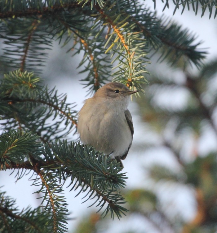 Siberian Chiffchaff